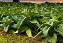 Zimbabwe launches National Tobacco Expo Zimbabwe launches National Tobacco Expo