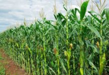Kenya’s agriculture budget faulted Kenya's civil society has faulted government for the low budgetary allocation for agriculture in the 2022/23 budget.