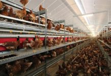 Kenya to boost chicken rearing business in Uasin Gishu County Kenya to boost chicken rearing business in Uasin Gishu County