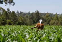 FG, Nigeria proposes investment in Chinese Juncao technology to develop agriculture FG, Nigeria proposes investment in Chinese Juncao technology to develop agriculture