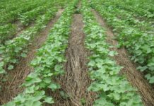 Future Farming: Sustainability & Health Meets AI