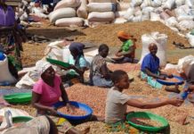 Food insecurity in Tanzania as drought takes toll
