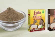 Newly discovered African crickets fortify African porridge