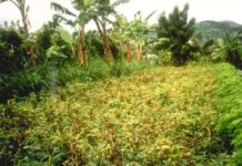 As Fossil Fuel-Derived Fertilizer Prices Rise, Organic Fertilizer and Cover Crops Prove their Value