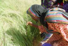 Mali’s Fonio Exports to Rise Through $1.9M U.S Government Investment