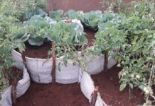 Kenya to develop kitchen gardens in Nakuru Kenya to develop kitchen gardens in Nakuru