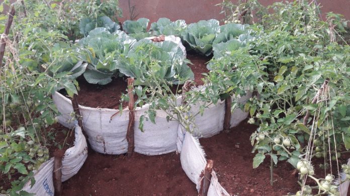 Kenya to develop kitchen gardens in Nakuru