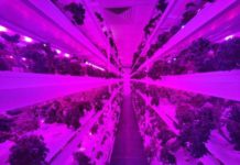 Safeguarding the food safety and product quality of baby leaf vegetables at an indoor vertical farm