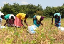 On Earth Day, Listen to What Africans are Saying about Industrial Farming
