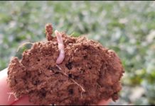The application of compost shows agricultural and environmental benefits in the bacterial community