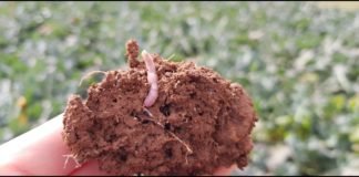 Agrifood systems emerge as a key driver of global biodiversity commitments