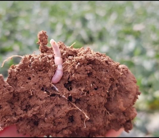 Agrifood systems emerge as a key driver of global biodiversity commitments