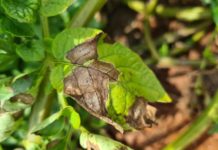 There is no reason to be caught unawares by blight