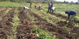 National Geographic Society, PepsiCo announce grants to boost regenerative agriculture research in Ethiopia Ethiopia to harvest 2.6Mn hectares in a year using cluster farming