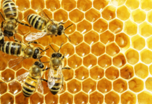 Egypt lifts ban on exporting honey bees to Saudi Arabia Egypt lifts ban on exporting honey bees to Saudi Arabia