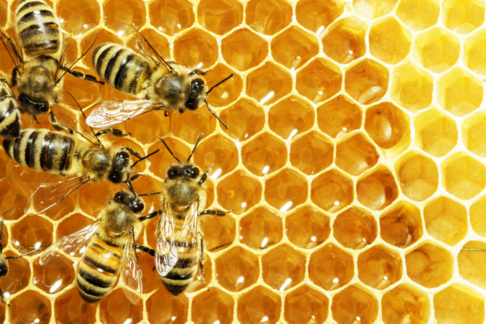 Egypt lifts ban on exporting honey bees to Saudi Arabia