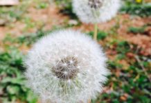 How to Stop Weeds From Robbing Crops of Moisture and Nutrients