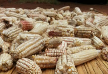 Kenya to import duty-free maize Kenya to import duty-free maize
