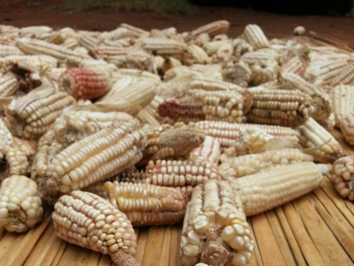 Kenya to import duty-free maize