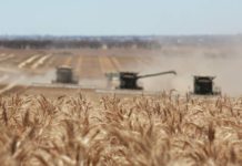 Morocco to lose 53% of cereals harvest Morocco to lose 53% of cereals harvest