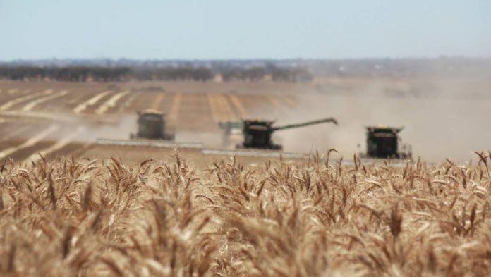 Morocco to lose 53% of cereals harvest