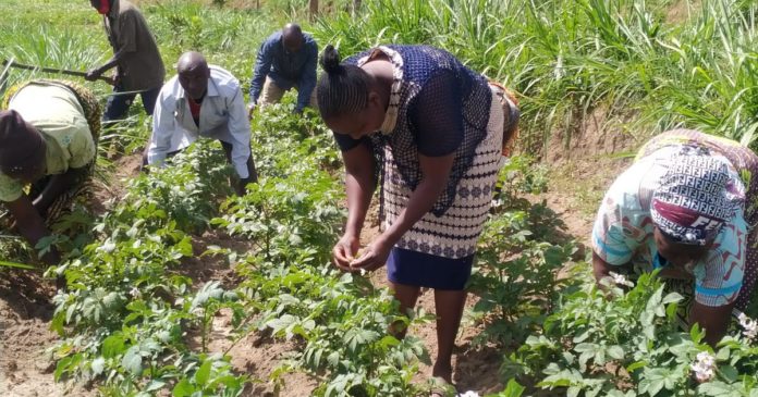 World Bank to fund small holder farmers in Kenya