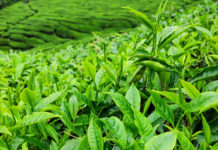 Kenya to receive grant for tea farmers Kenya to receive grant for tea farmers