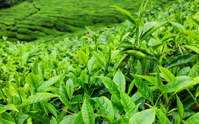 Kenya to receive grant for tea farmers
