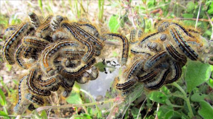 African armyworm attacks farms in Uganda