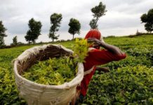 Climate change storm threatens Kenya’s tea production Climate change storm threatens Kenya’s tea production