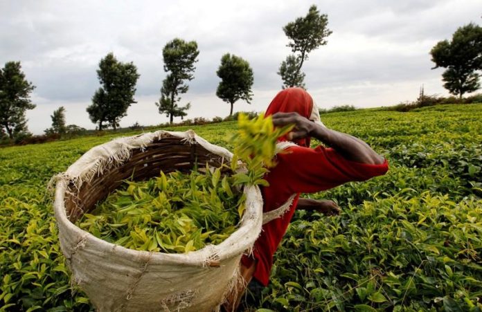 Climate change storm threatens Kenya’s tea production