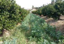 Positive for the environment and for the grower: the benefits of introducing herbaceous crops among mandarin trees