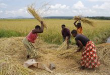 Global Data Barometer and Land Portal publish benchmarks on state of open land data including climate action in more than 100 countries