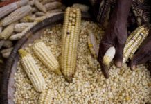 Lesotho farmers record harvest drive improvements in household food, income access AfDB releases US $1.5bn to tackle food crisis