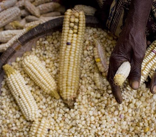AfDB releases US $1.5bn to tackle food crisis