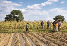 UniSA wins prestigious award for supporting 15 000 farm businesses in Africa