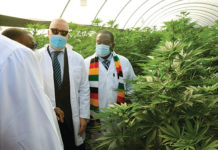 Swiss company sets up US$27m medicinal cannabis farm, processing plant in Zimbabwe