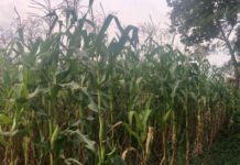 Rwanda, DRC, Burundi to benefit from TAFS-WCA programme Rwanda, DRC, Burundi to benefit from TAFS-WCA programme