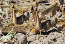 Sudan warned of predicted summer locust scourge in North Darfur Sudan warned of predicted summer locust scourge in North Darfur
