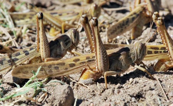 Sudan warned of predicted summer locust scourge in North Darfur