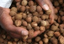 Egerton University, University of Greenwich partner in extracting biofuels from crotone tree Egerton University, University of Greenwich partner in extracting biofuels from crotone tree