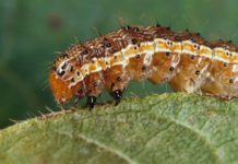 Elgeyo Marakwet Kenya to control spread of army worm Elgeyo Marakwet Kenya to control spread of army worm