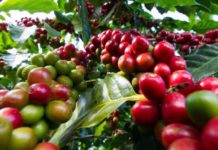 Coffee farmers in Kenya to access Sh 2.7bn Coffee farmers in Kenya to access Sh 2.7bn