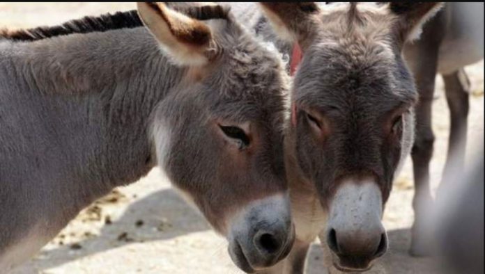 Kenya raises alarm over surge in donkey slaughtering