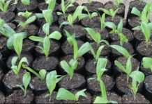 EKMA in Ghana to support farmers with coconut, oil palm seedlings EKMA in Ghana to support farmers with coconut, oil palm seedlings