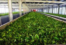 Kenya to modernize tea factories in Nyeri County Kenya to modernize tea factories in Nyeri County