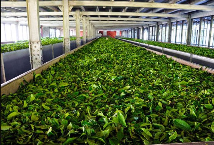 Kenya to modernize tea factories in Nyeri County