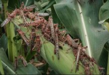 FAO to tackle infestation of locusts in Namibia FAO to tackle infestation of locusts in Namibia