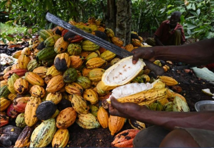 Nigeria considers implementing LID for cocoa farmers