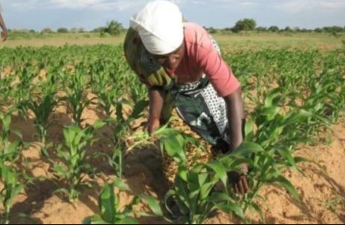 Cameroon to collects weather, climate data to boost agricultural production